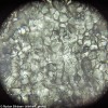 Микроскоп Levenhuk Rainbow 50L PLUS Azure\Лазурь представитель Levenhuk в России