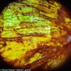Микроскоп Levenhuk Rainbow 50L PLUS Lime\Лайм представитель Levenhuk в России