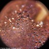 Микроскоп Levenhuk Rainbow D50L PLUS, 2 Мпикс, Moonstone\Лунный камень представитель Levenhuk в России