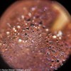 Микроскоп Levenhuk Rainbow 50L PLUS Moonstone\Лунный камень представитель Levenhuk в России