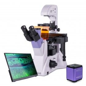 Микроскоп люминесцентный инвертированный цифровой MAGUS Lum VD500 LCD представитель Levenhuk в России